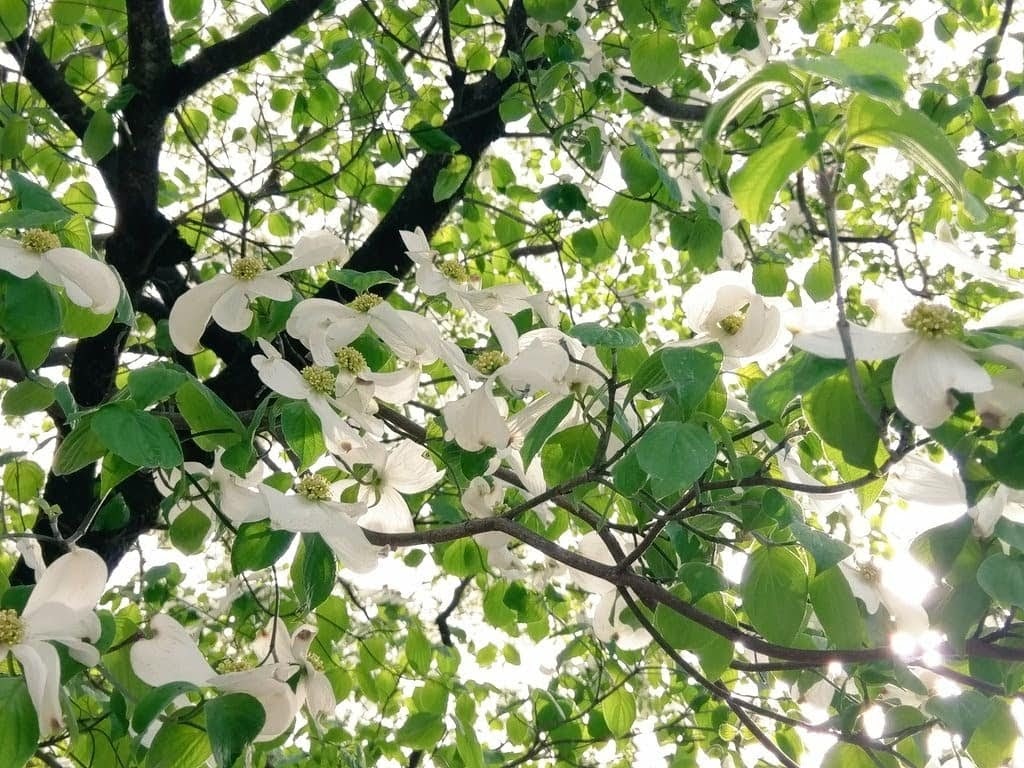 IMG_20180412_160510_328