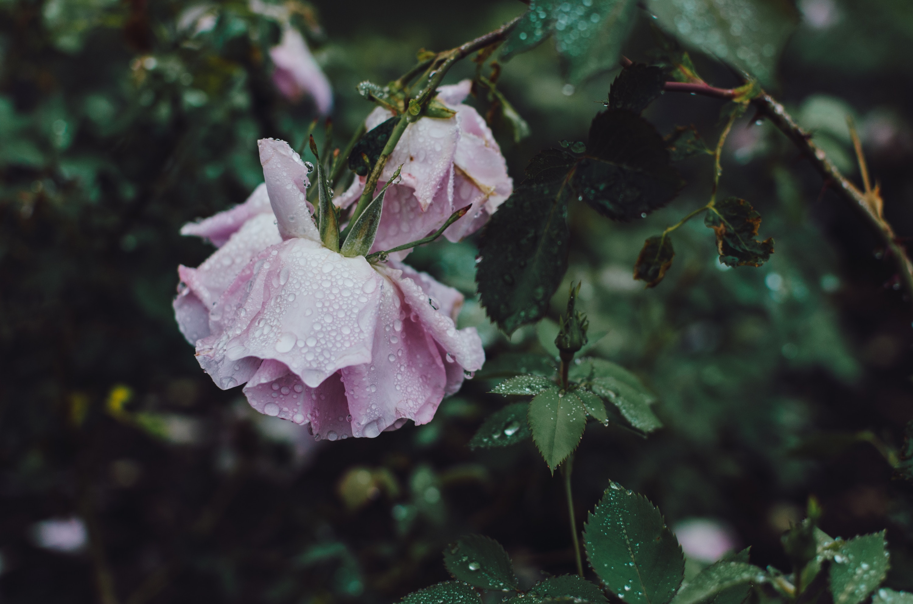 kelly-sikkema-303467-unsplash